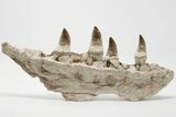 Mosasaur Jaw with Four Large Teeth - Oulad Abdoun Basin, Morocco #197373-5